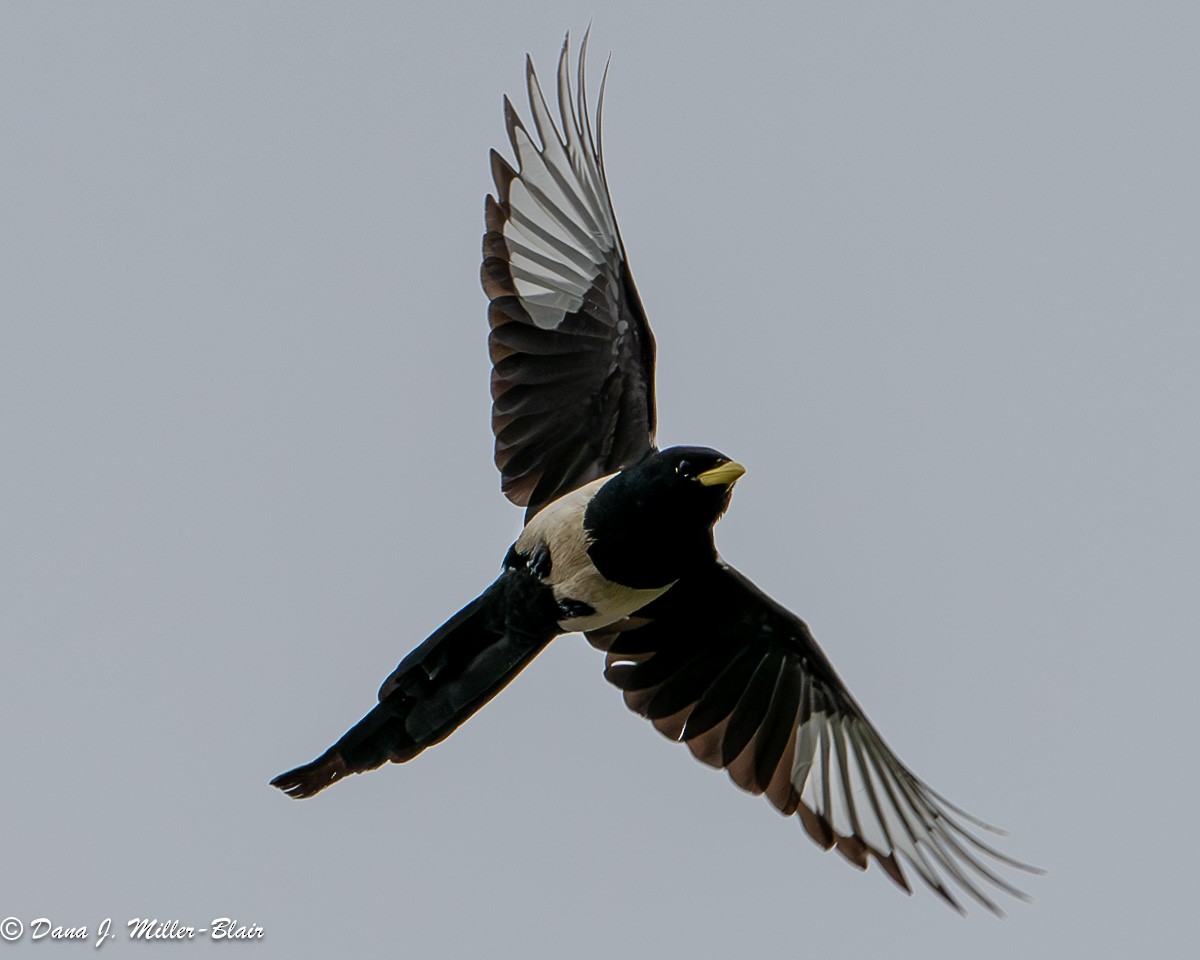 Yellow-billed Magpie - Dana Miller-Blair