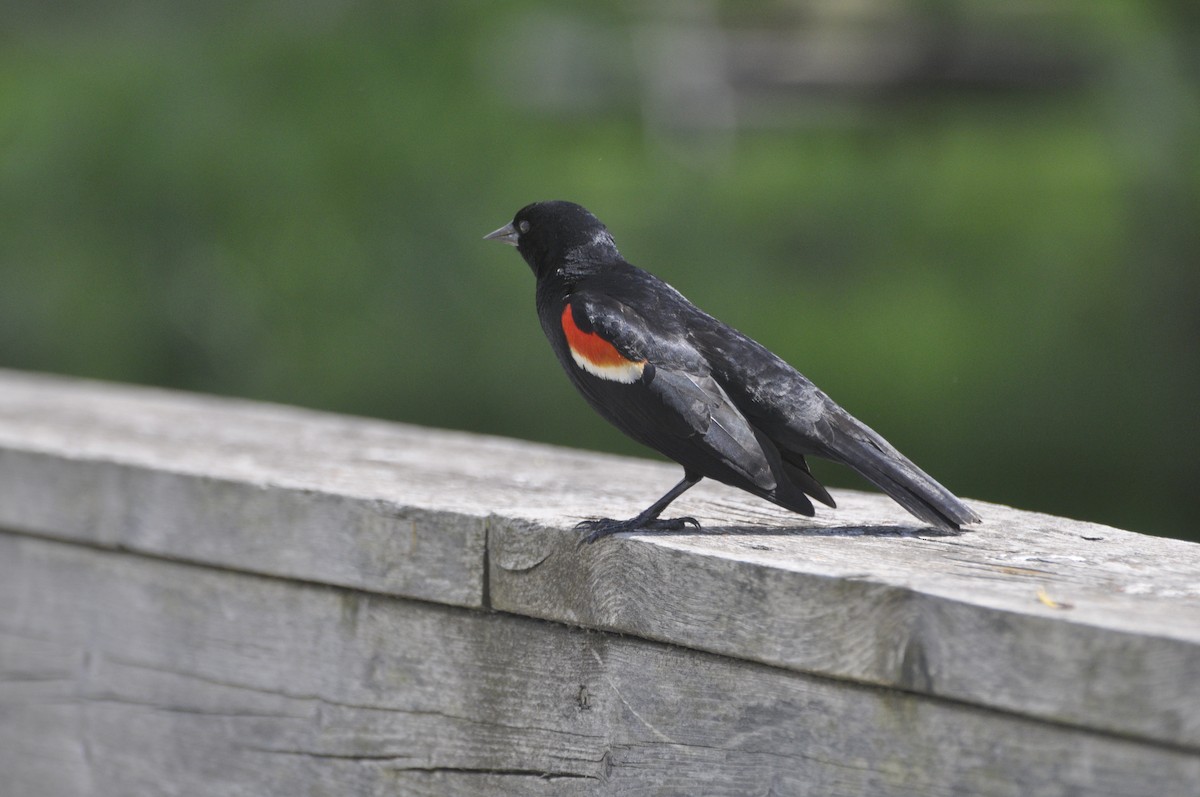 Red-winged Blackbird - ML619587732