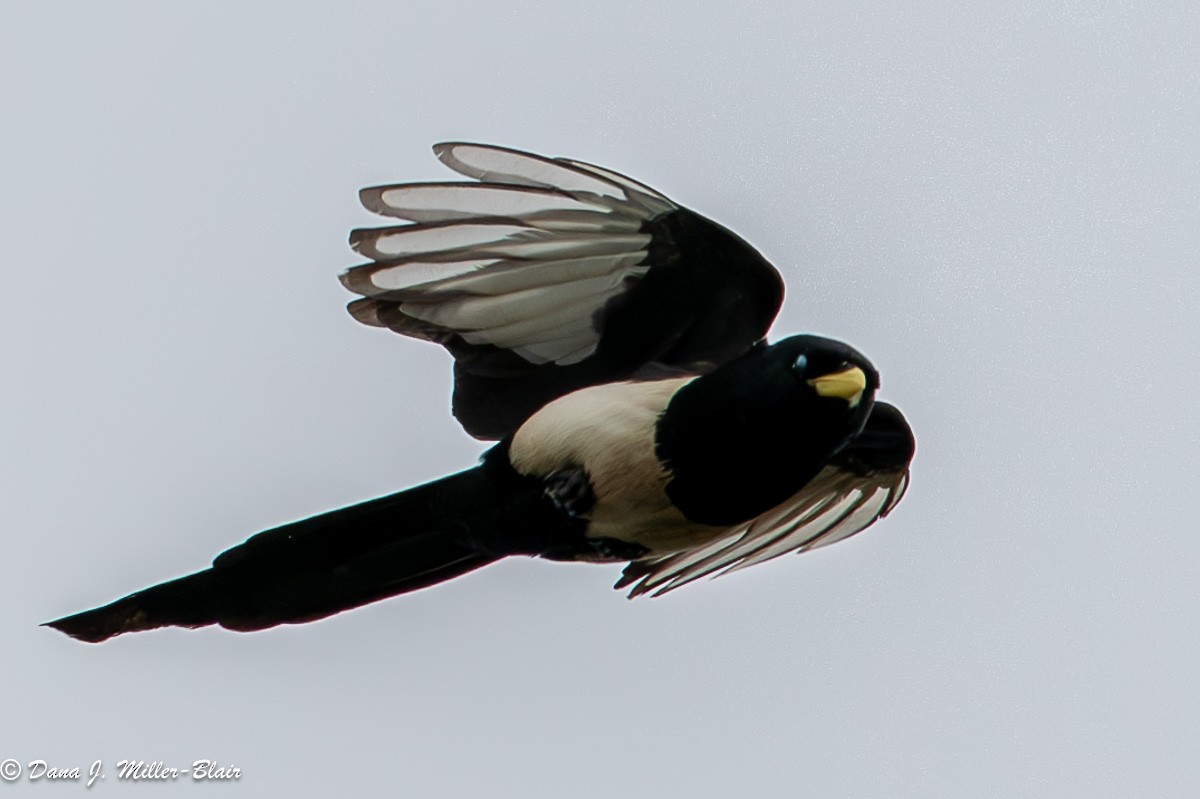 Yellow-billed Magpie - Dana Miller-Blair