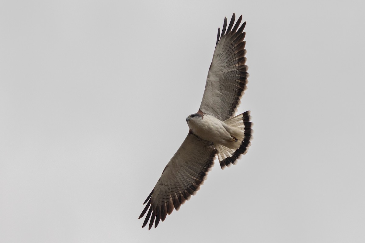 Rotrückenbussard (polyosoma) - ML619587734