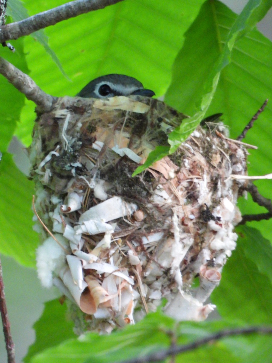 Blue-headed Vireo - Amy Meehan McLaughlin