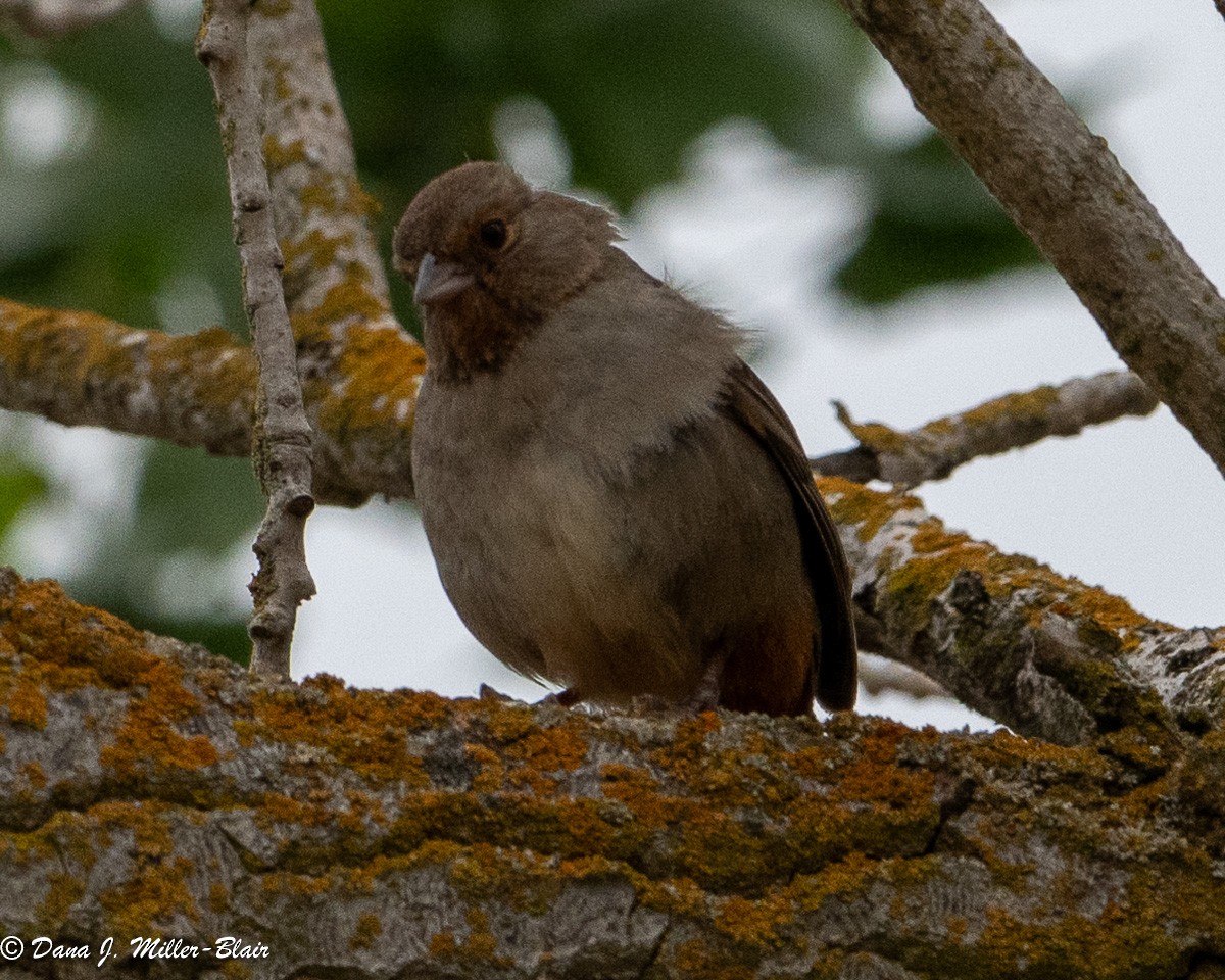 California Towhee - Dana Miller-Blair