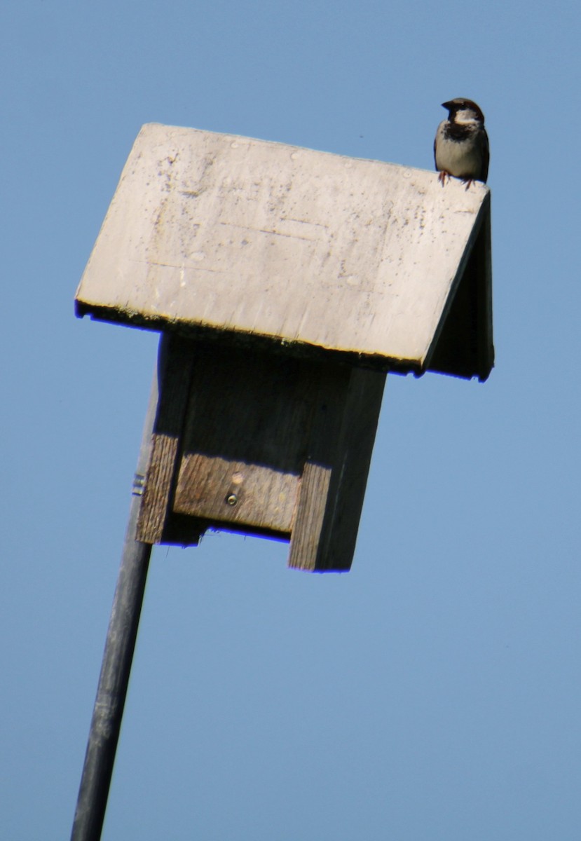 House Sparrow - Samuel Harris