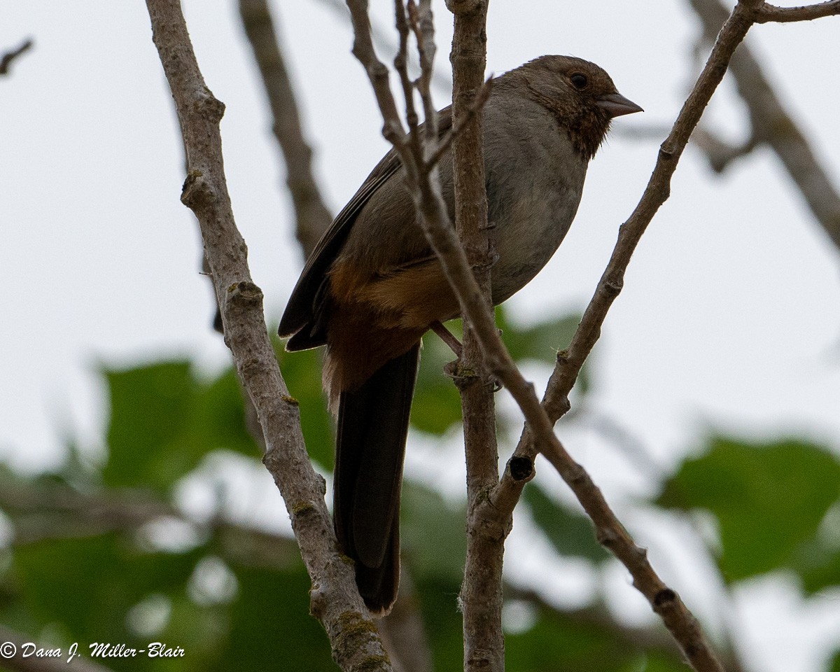 California Towhee - Dana Miller-Blair