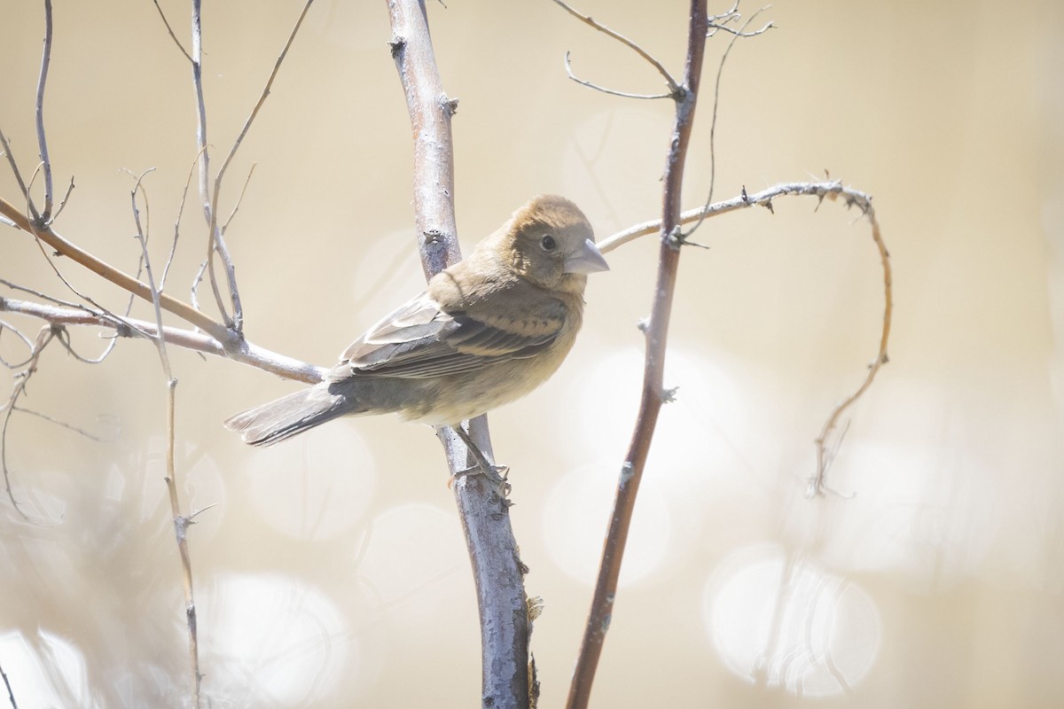 Blue Grosbeak - Mouser Williams