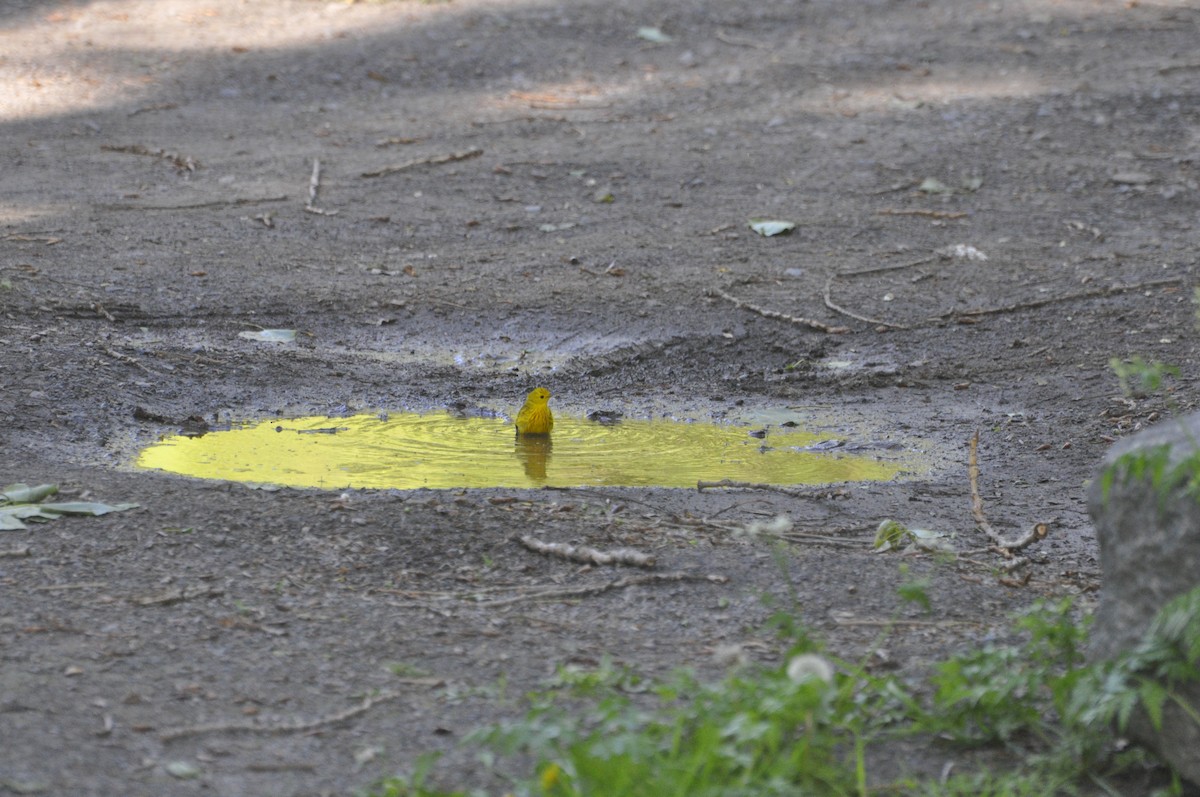 Yellow Warbler - Chantal Sauriol