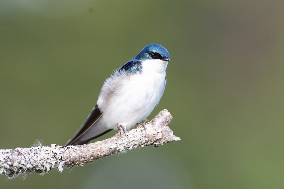 Tree Swallow - Galen Juliusson