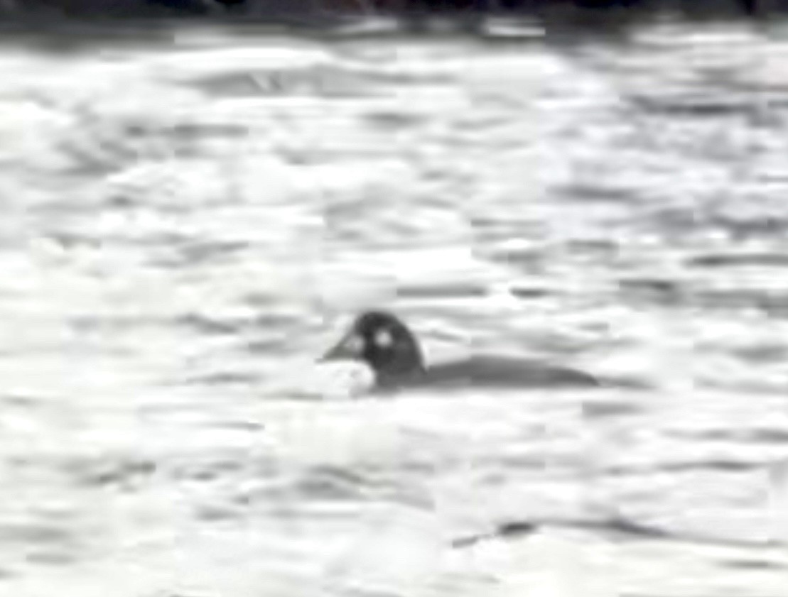 Harlequin Duck - ML619587756