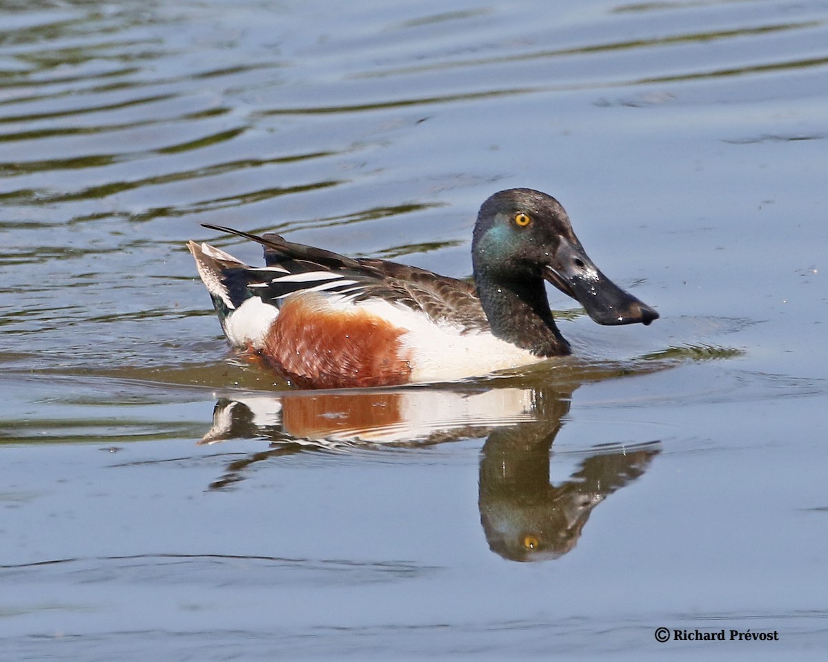 Northern Shoveler - Richard Prévost