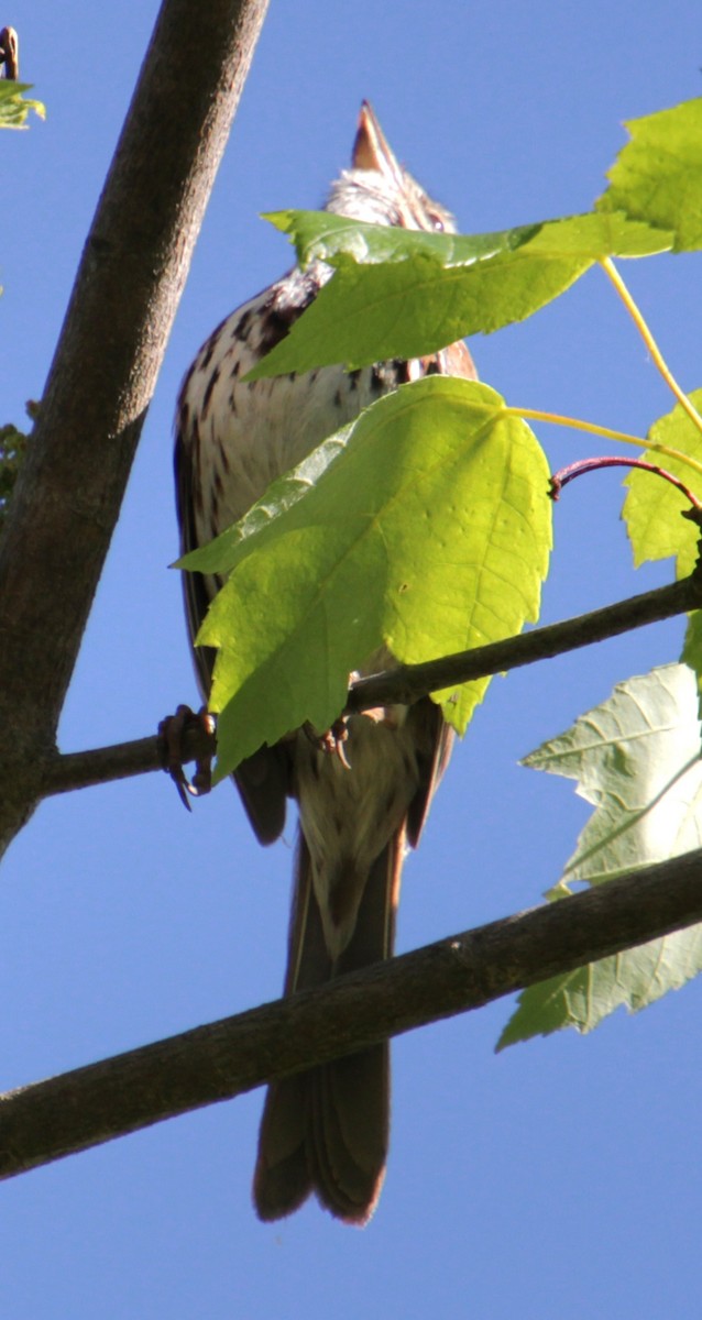 Song Sparrow (melodia/atlantica) - Samuel Harris