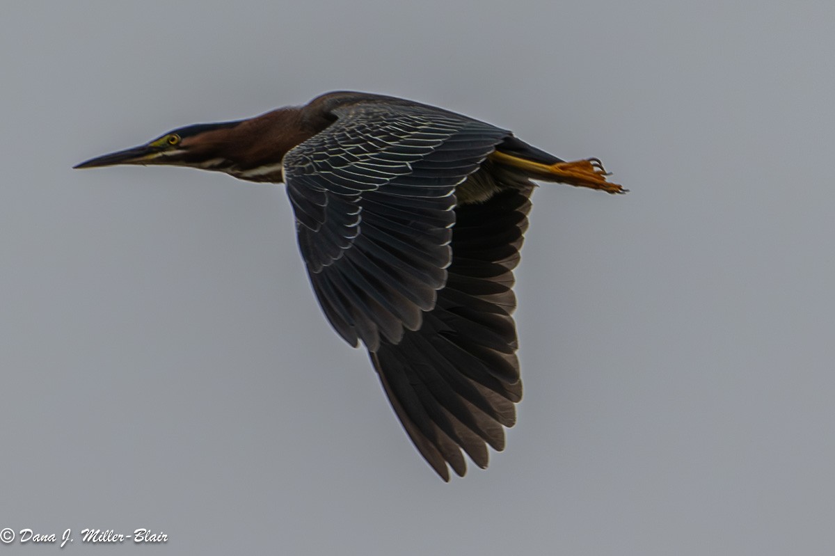 Green Heron - Dana Miller-Blair