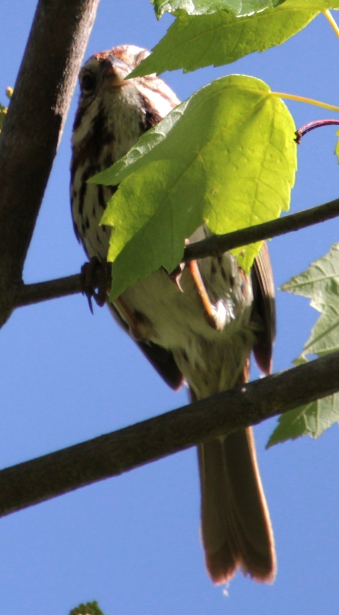 Song Sparrow (melodia/atlantica) - Samuel Harris