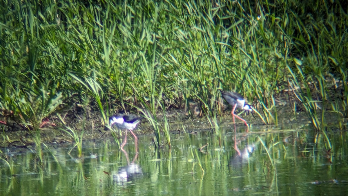 Black-necked Stilt - Tim Hahn