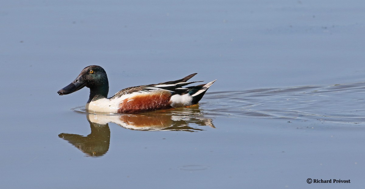 Northern Shoveler - Richard Prévost