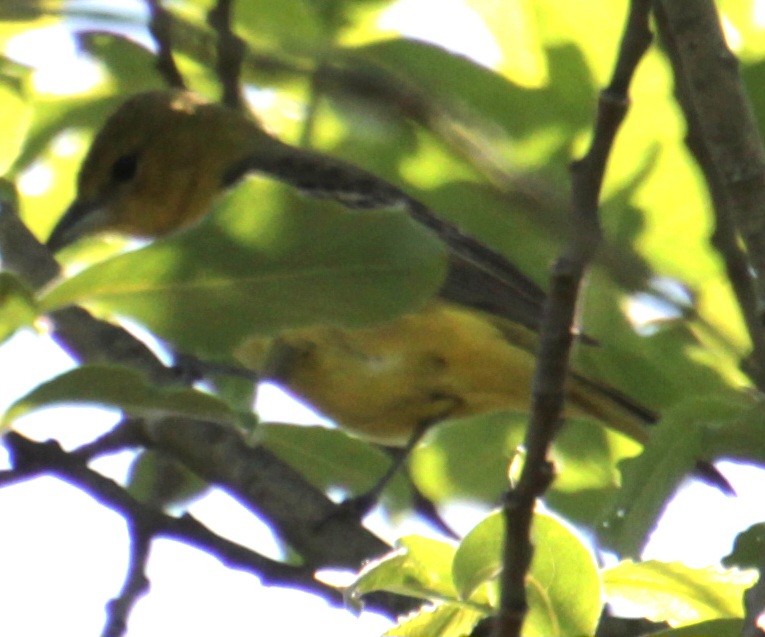 Orchard Oriole - Samuel Harris