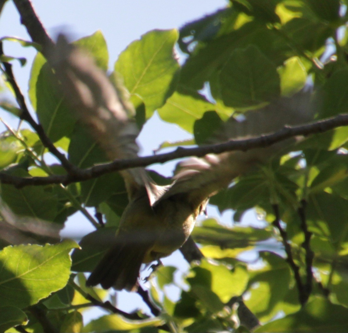 Orchard Oriole - Samuel Harris