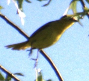 Orchard Oriole - Samuel Harris