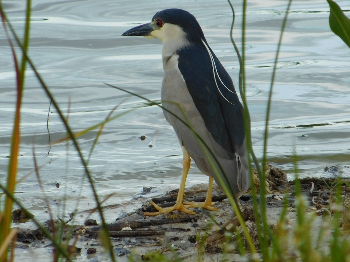 Black-crowned Night Heron - Danny Lee