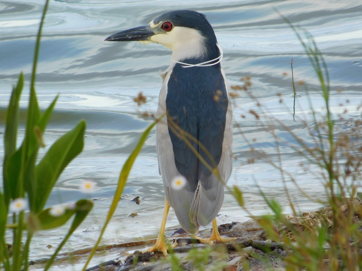 Black-crowned Night Heron - ML619587784