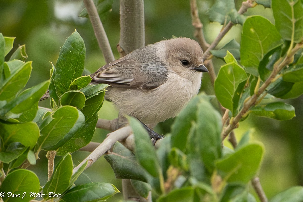 Bushtit - Dana Miller-Blair