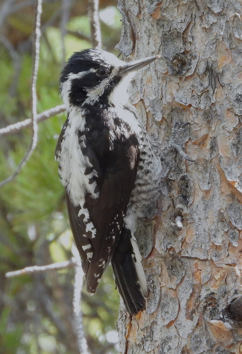 American Three-toed Woodpecker - ML619587791