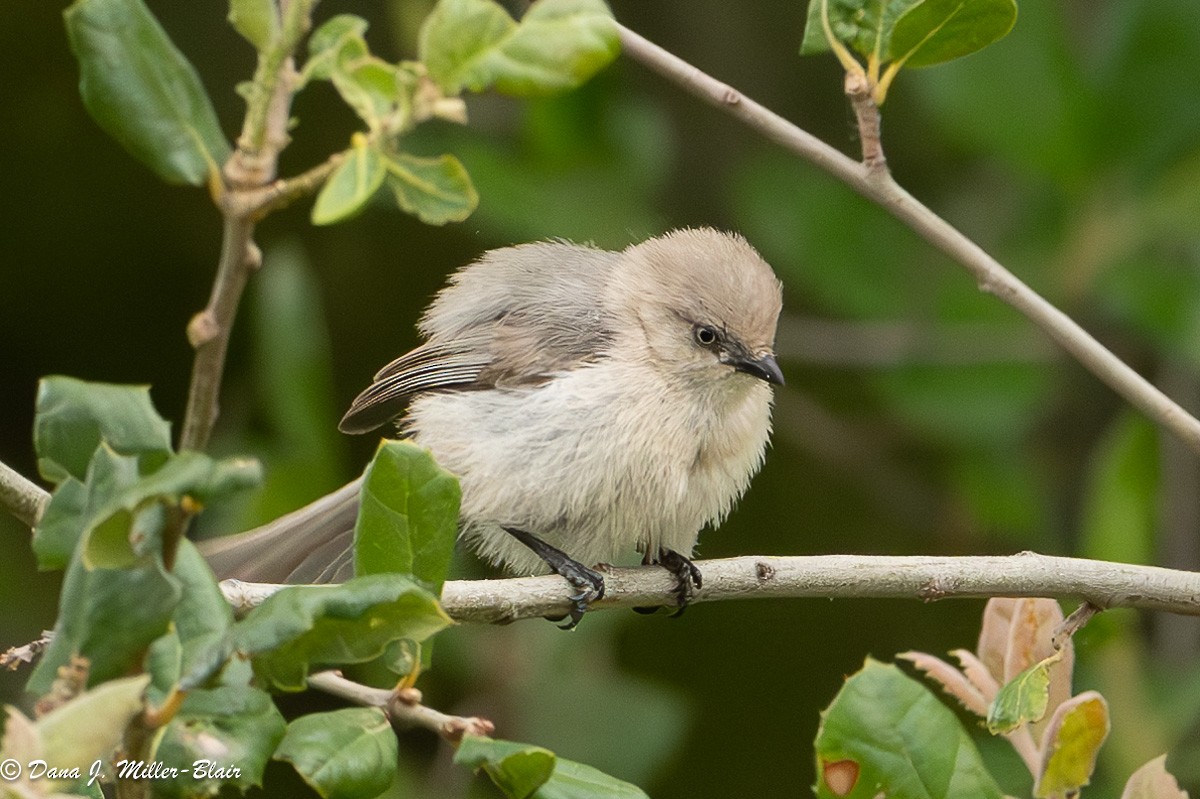 Bushtit - Dana Miller-Blair