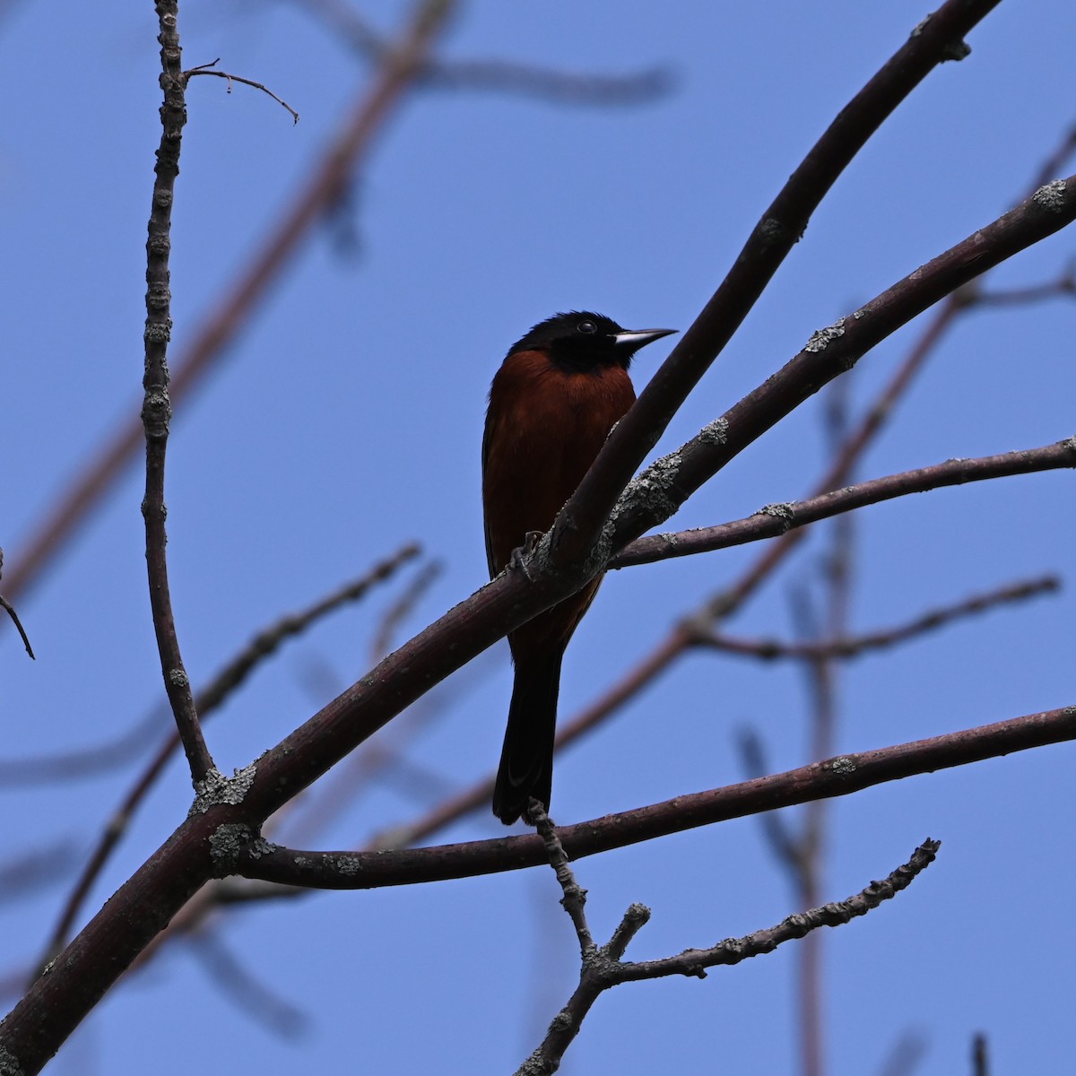 Orchard Oriole - ML619587795