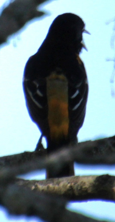 Baltimore Oriole - Samuel Harris