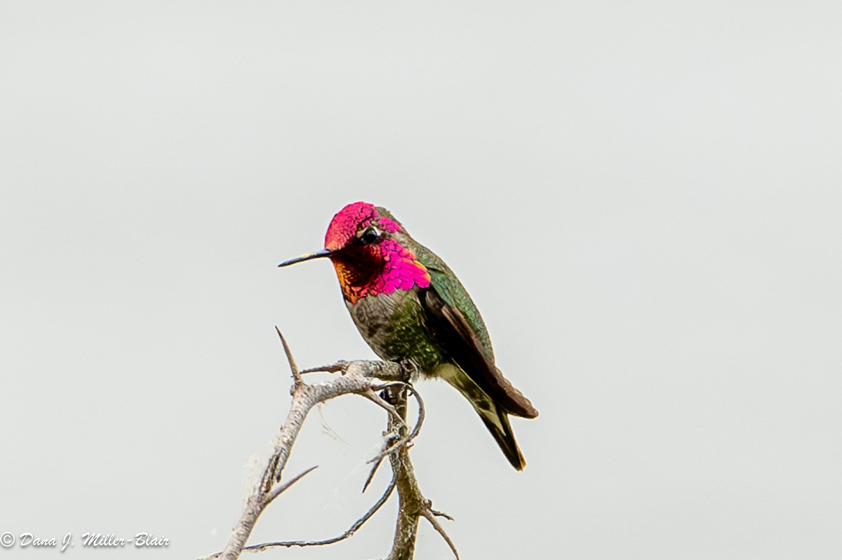 Anna's Hummingbird - Dana Miller-Blair