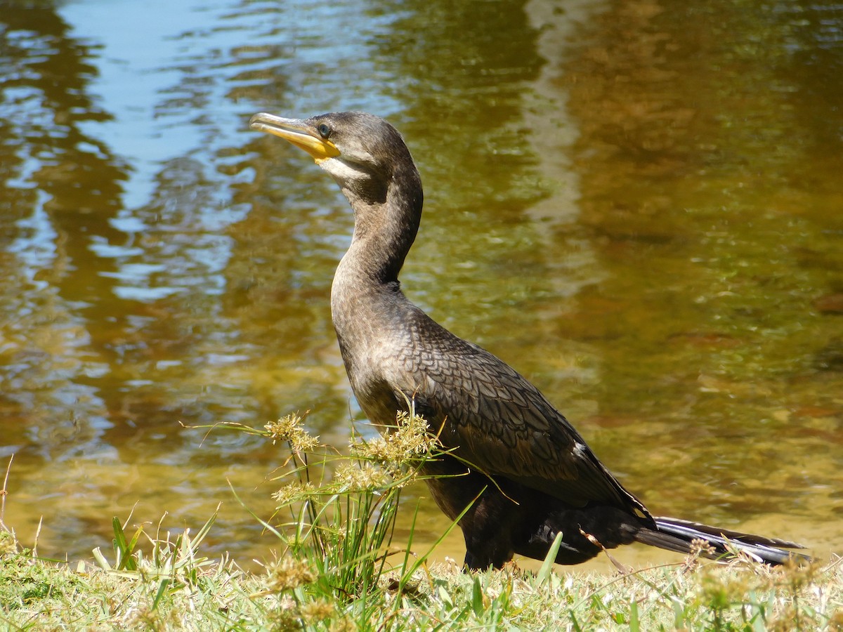 Neotropic Cormorant - ML619587808