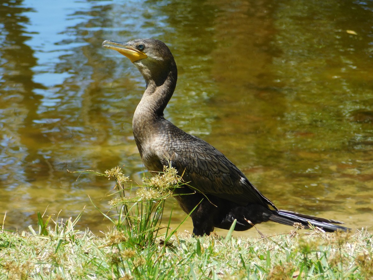 Cormoran vigua - ML619587811