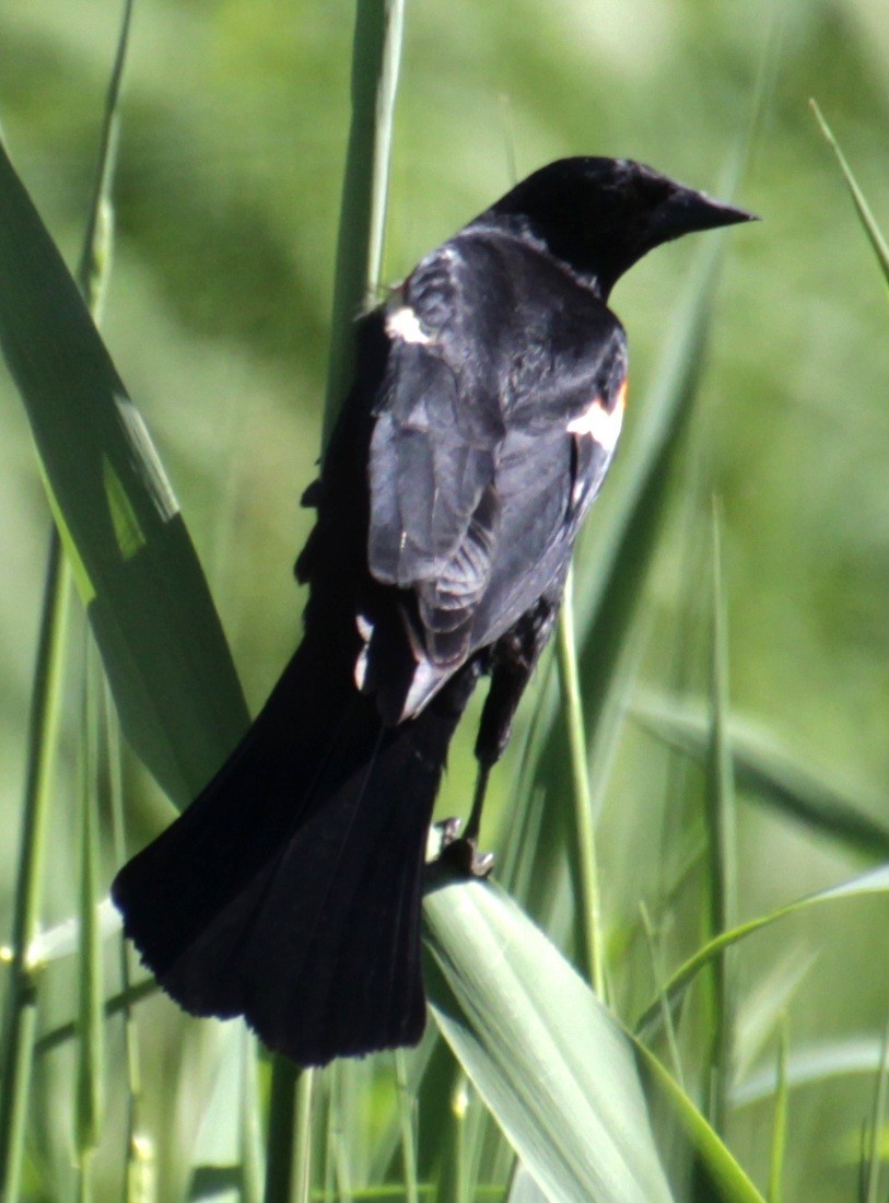 Red-winged Blackbird (Red-winged) - Samuel Harris