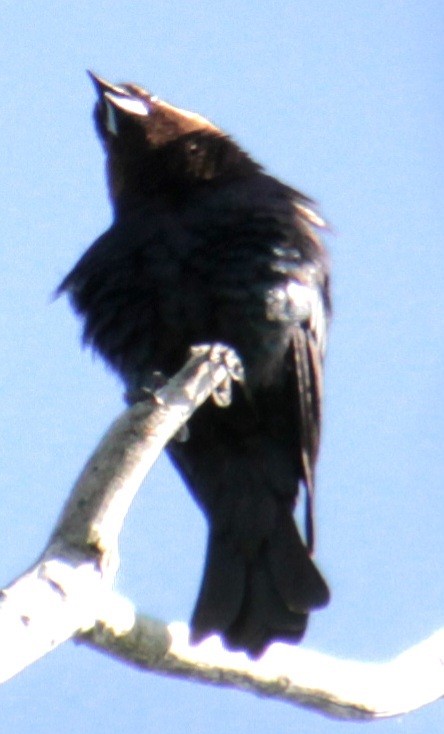 Brown-headed Cowbird - Samuel Harris