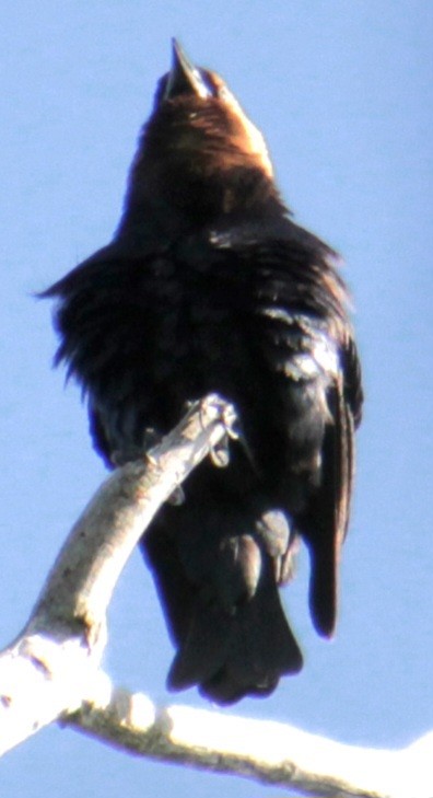 Brown-headed Cowbird - Samuel Harris