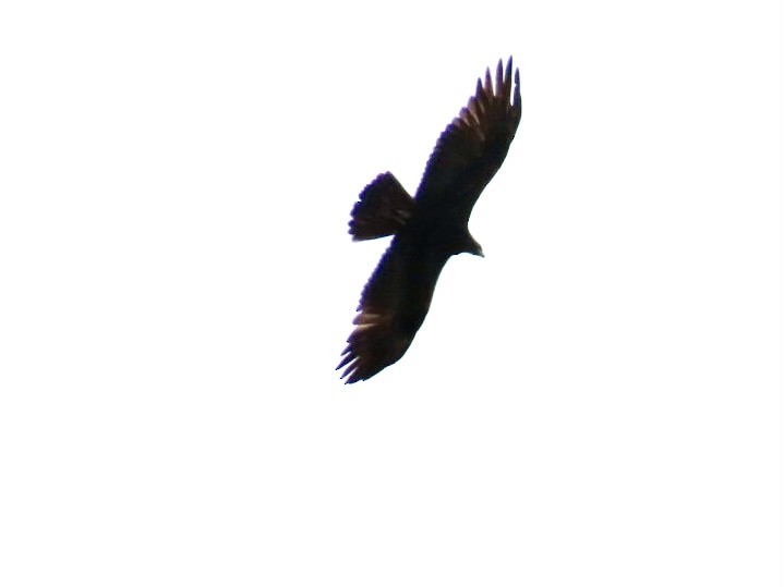 Golden Eagle - ML619587828