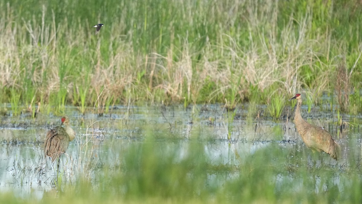 Sandhill Crane - Sunil Thirkannad