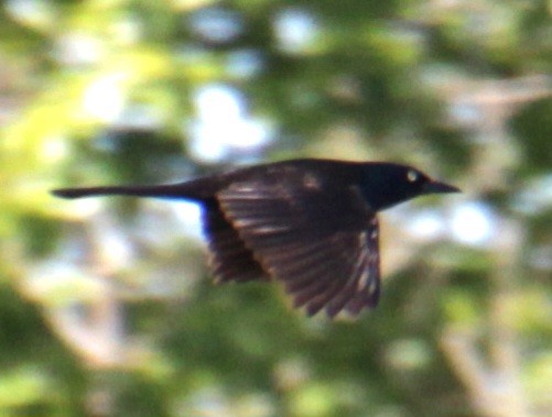 Common Grackle (Bronzed) - Samuel Harris