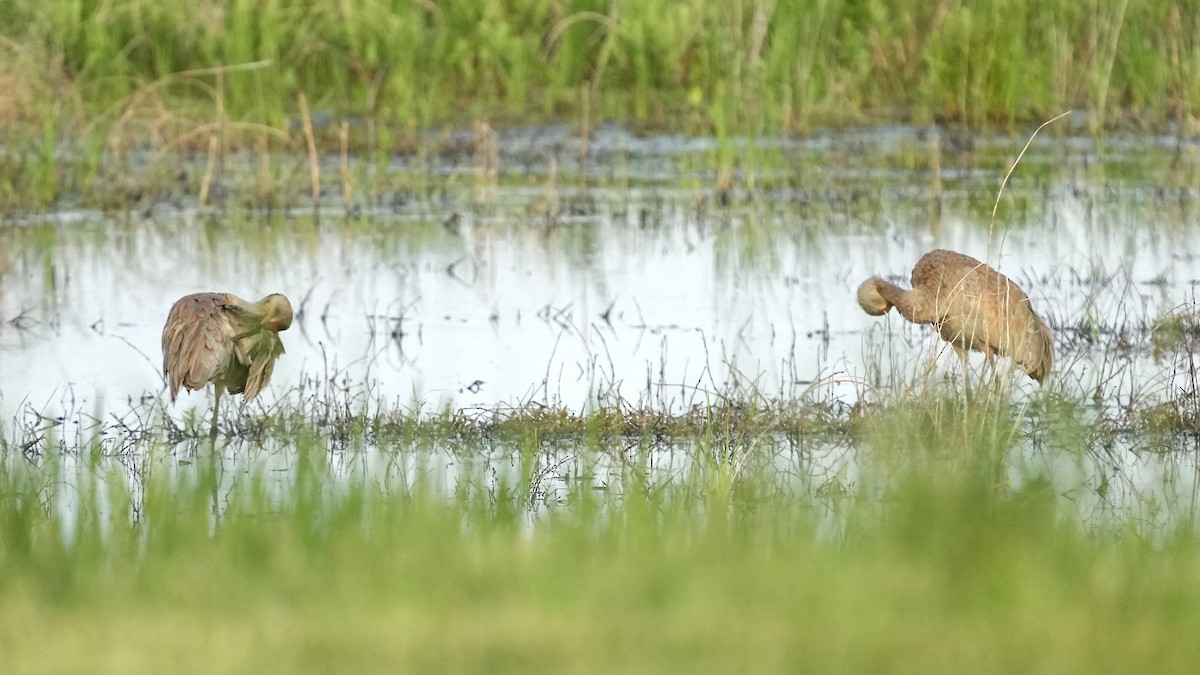 Sandhill Crane - Sunil Thirkannad