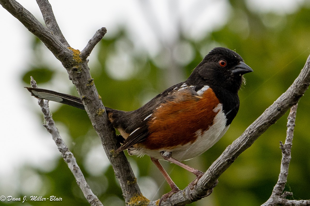 Spotted Towhee - Dana Miller-Blair