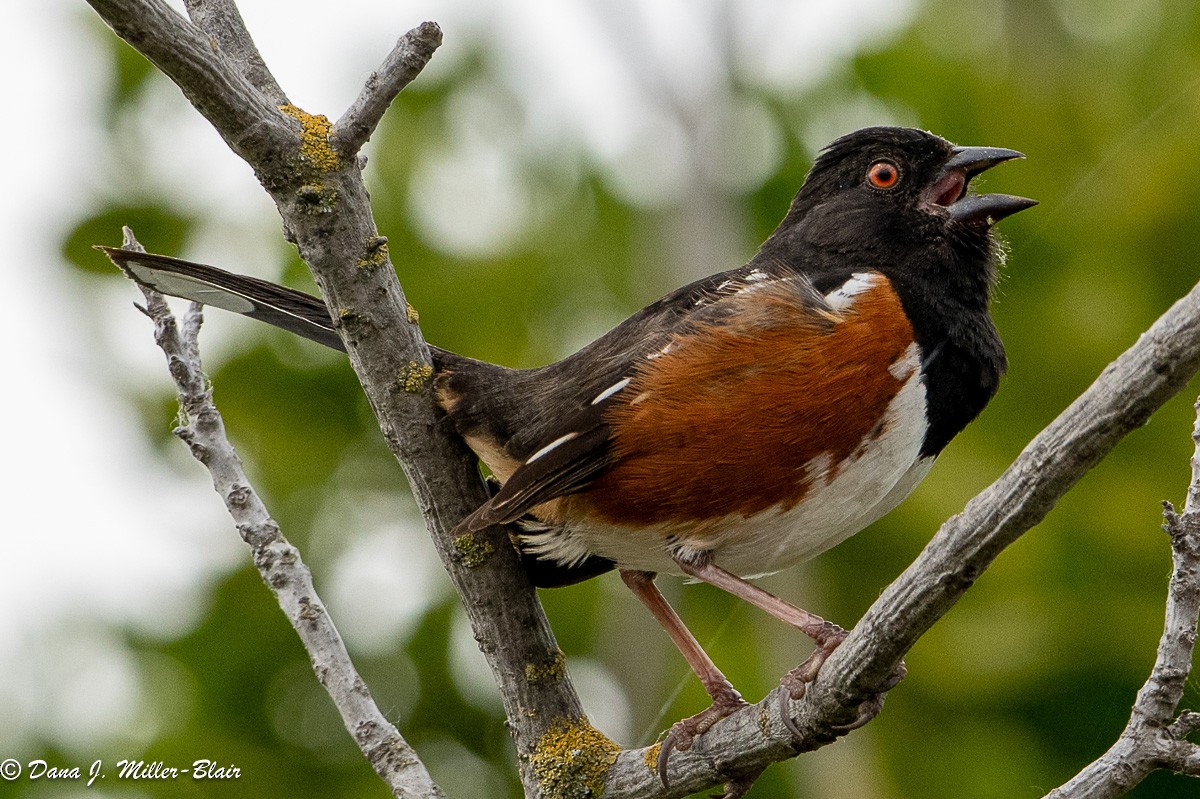 Spotted Towhee - Dana Miller-Blair