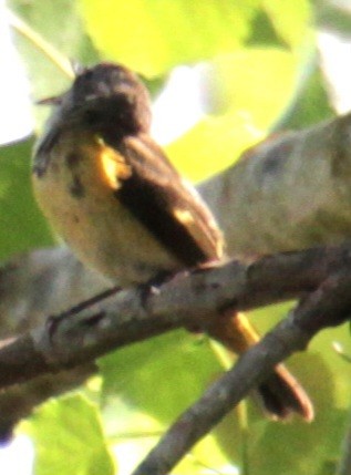 American Redstart - ML619587851