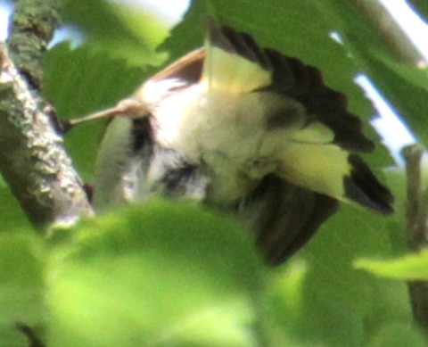 American Redstart - Samuel Harris