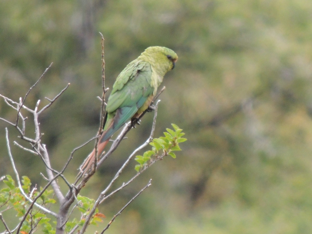 Conure magellanique - ML619587854