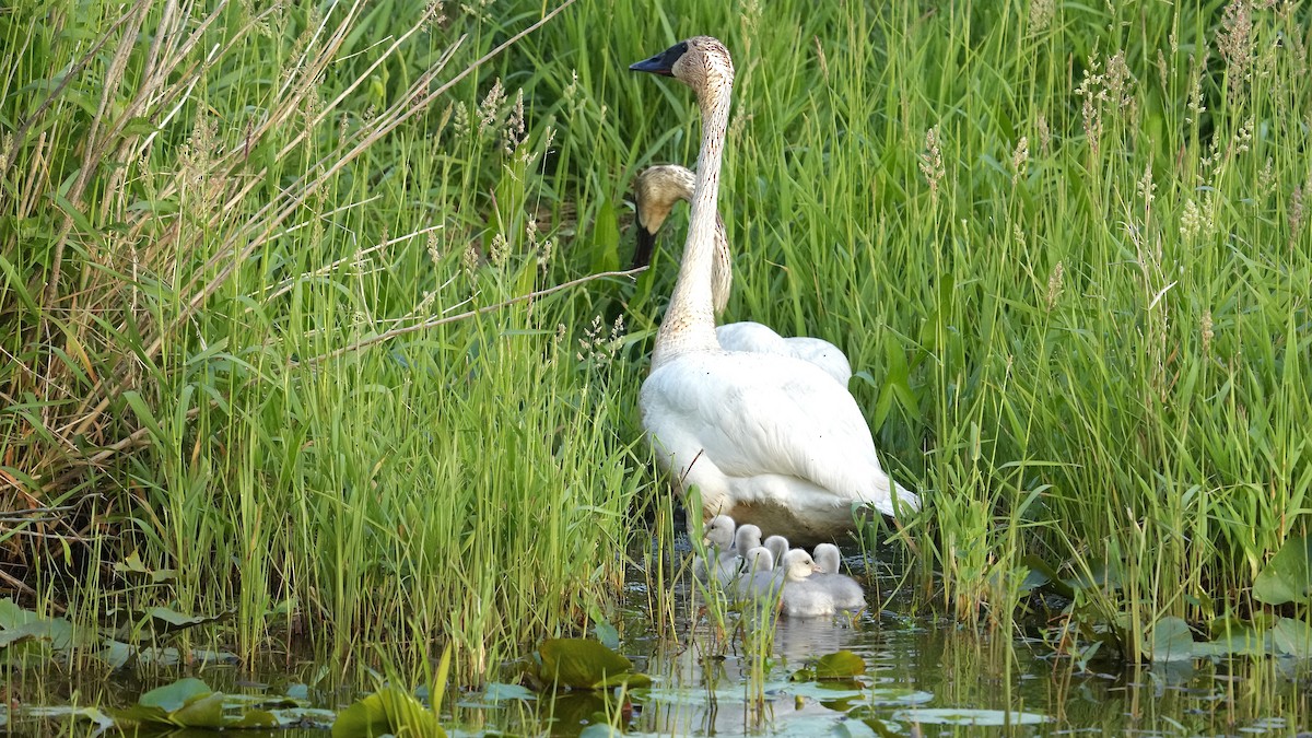 Trumpeter Swan - Sunil Thirkannad