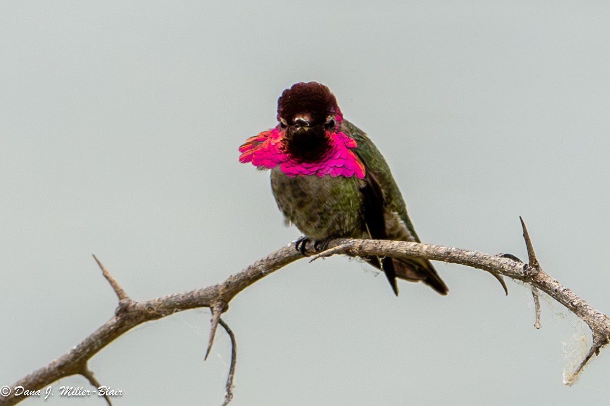 Anna's Hummingbird - Dana Miller-Blair