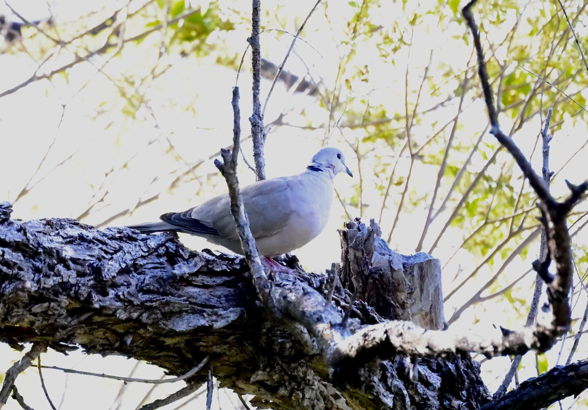 Eurasian Collared-Dove - Thomas Kleespies