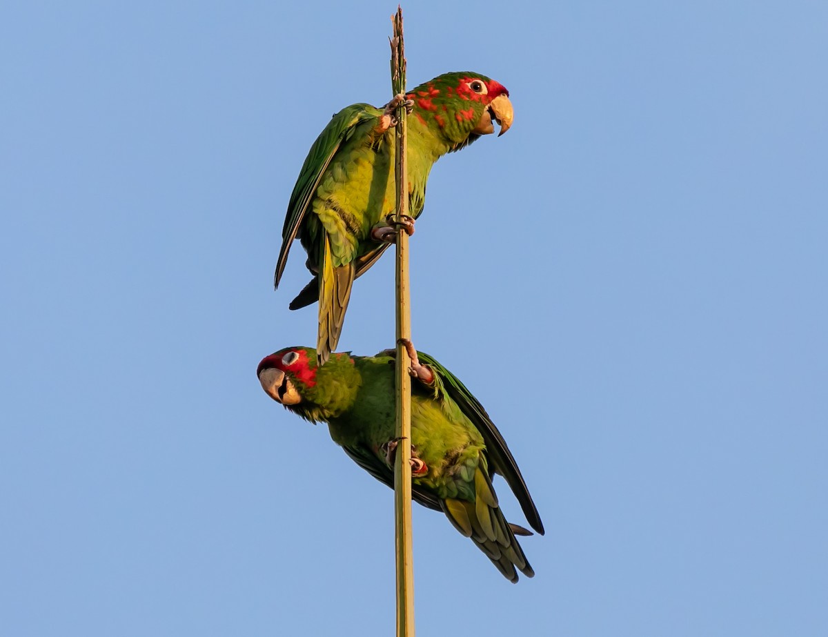 Mitred Parakeet - Damon Haan