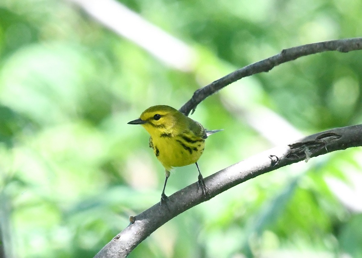 Prairie Warbler - Gary Chapin