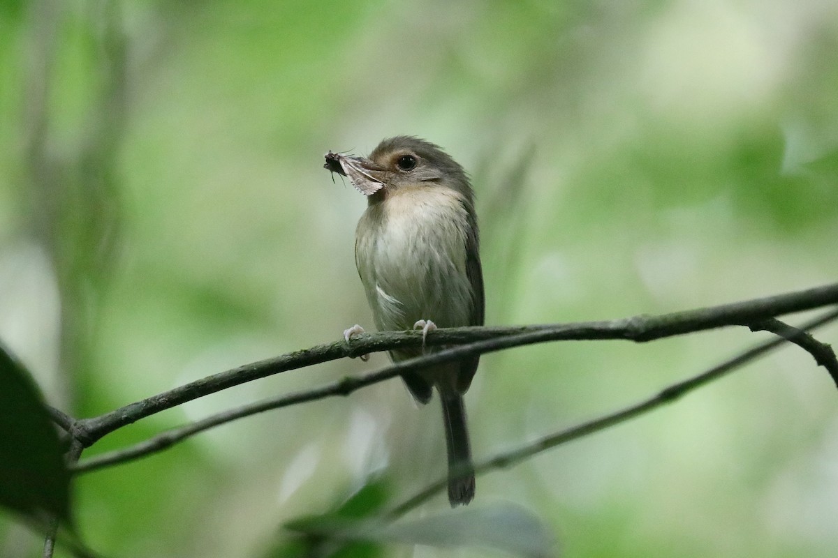 Buff-breasted Tody-Tyrant - Stephen Gast