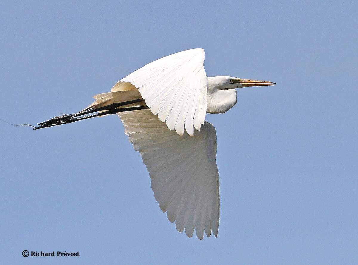 Great Egret - Richard Prévost